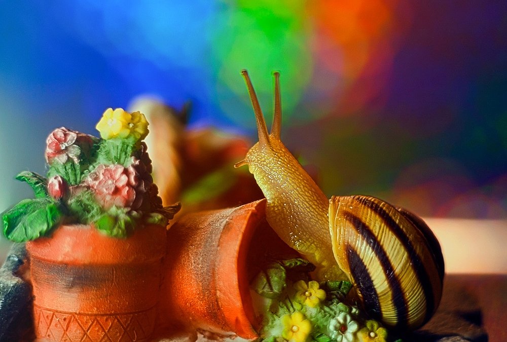 snail's garden - Наталья Голубева