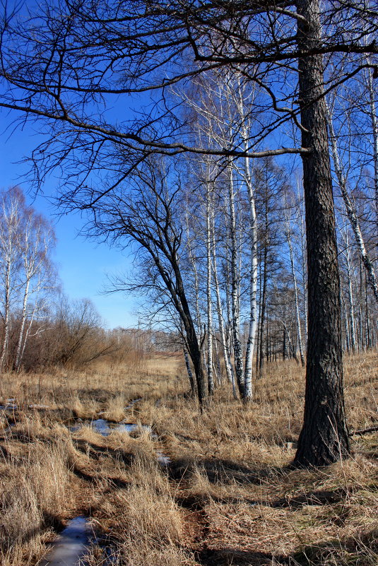 По лесным дорогам. - Наталья Юрова