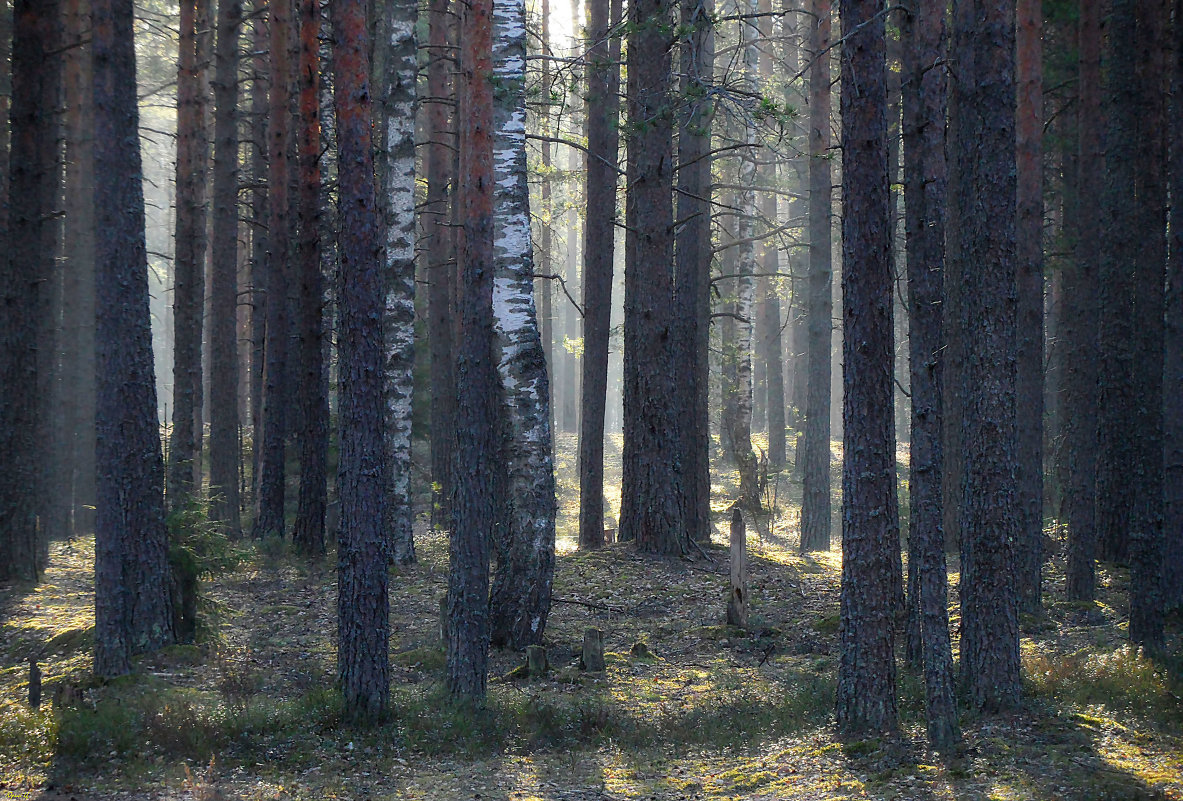 Утренний свет - Юрий Цыплятников