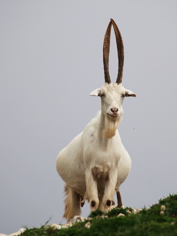 Семеро козлят - Antarien Anta