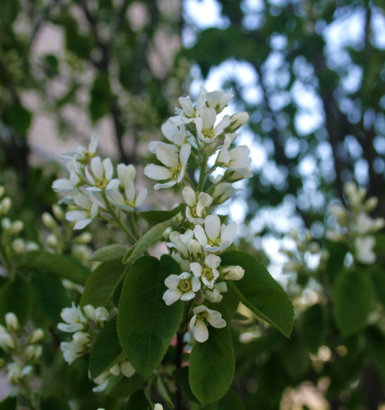 Деревья цветут - Росновская Екатерина 