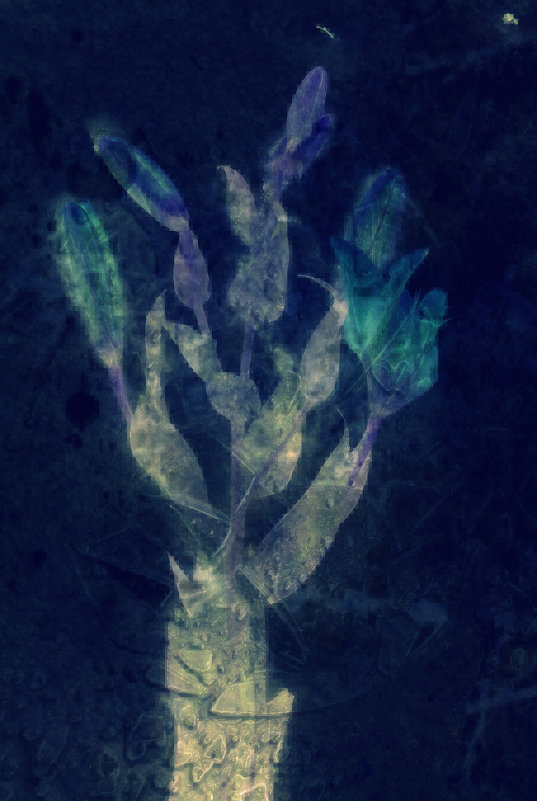 Ледяной цветок - Виктория 