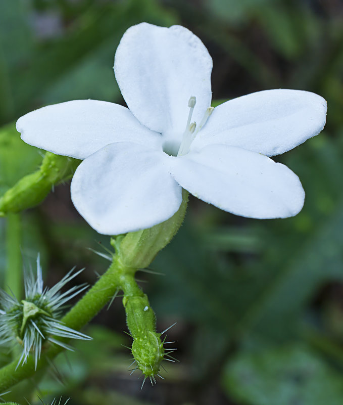 Белый полевой цветок - Artak Khachaturyan 