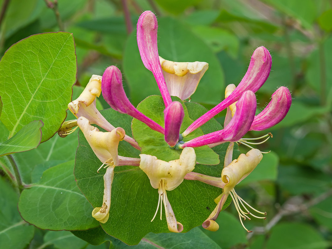 Lonicera caprifolium