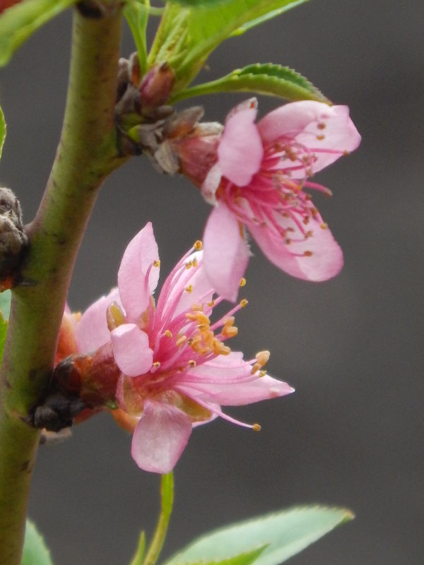 цветущий  персик - Дарья Неживая