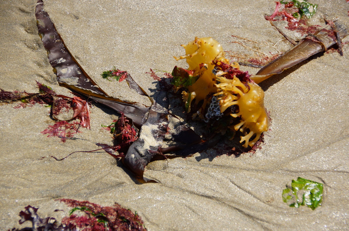 морские водоросли на пляже после отлива - Елена Мартынова