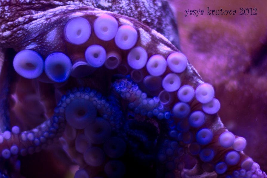 Octopus - yasya krutova