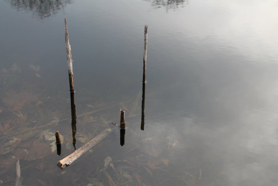 тросник в озере - дмитрий гапеев