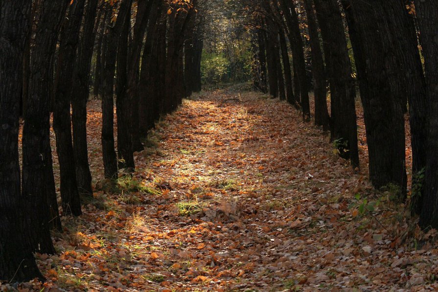 Осенний лес - Vika Chistilina