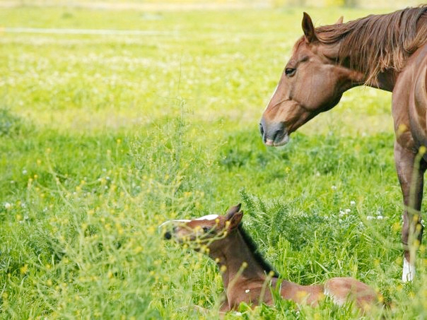 лошадь с малышом - Мария Пикалова