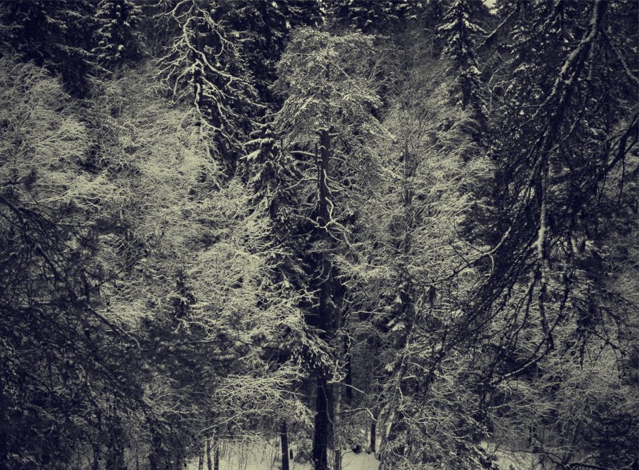 Δάσος Χειμώνας - Натали V