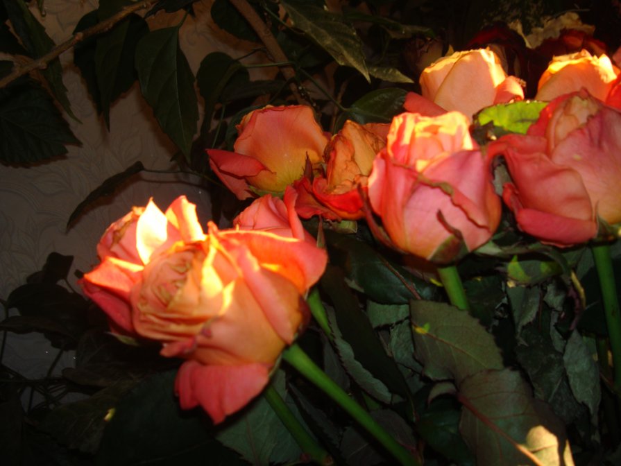 Троянди на світанку - Марія Попіль