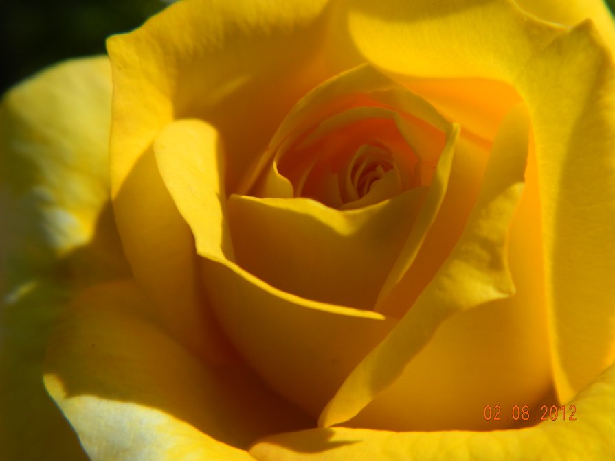 жёлтая роза - Мария Шумаева