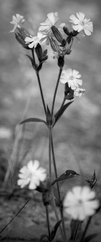 BW Flowers - Олег Ионичев