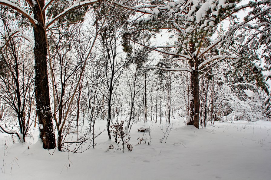 зимний лес - Сергей Бурнышев