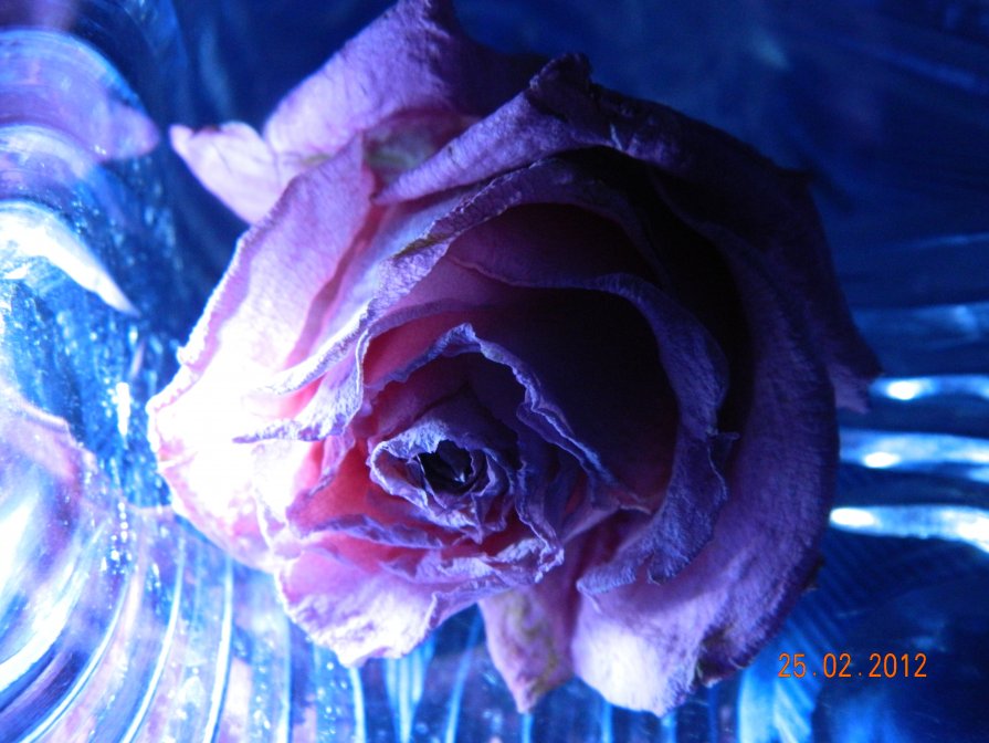 ледяной цветок - Мария Шумаева