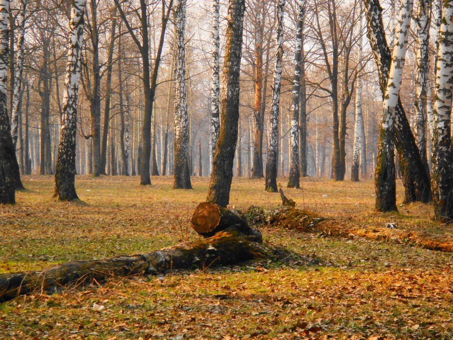 Лес - Роман Черников