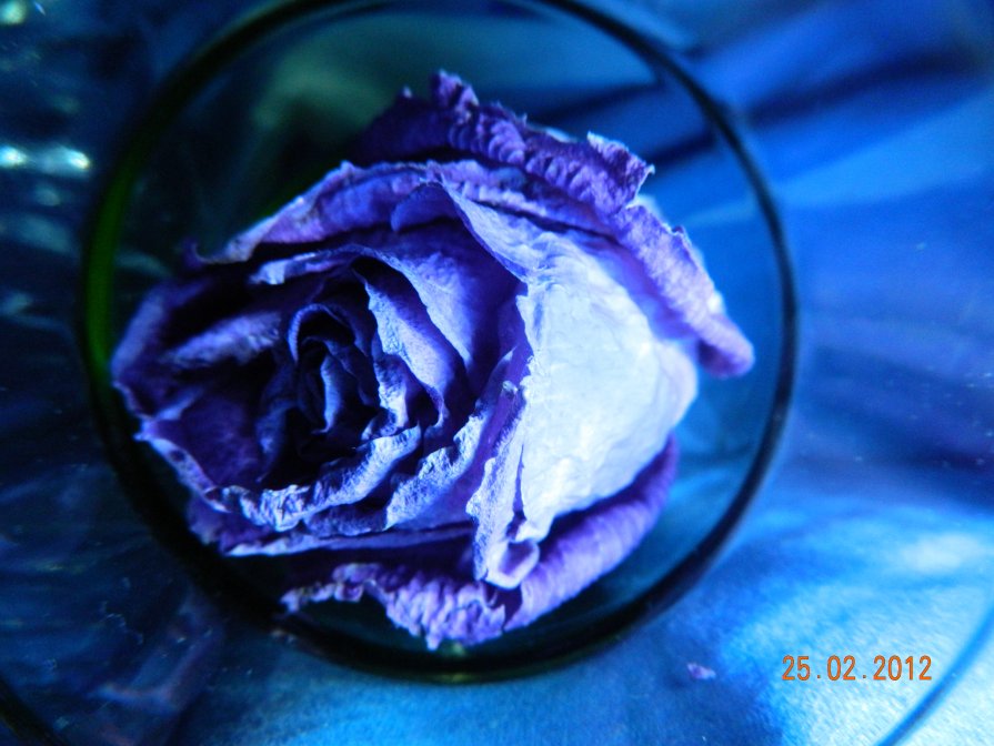 лазурная роза - Мария Шумаева