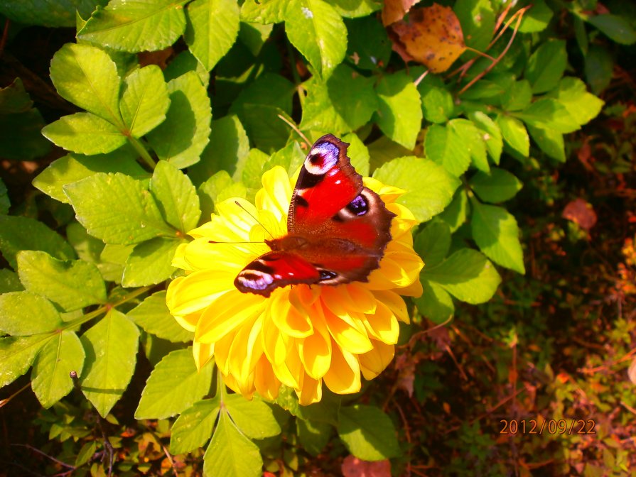 бабочка на цветке - Виктория Семенова