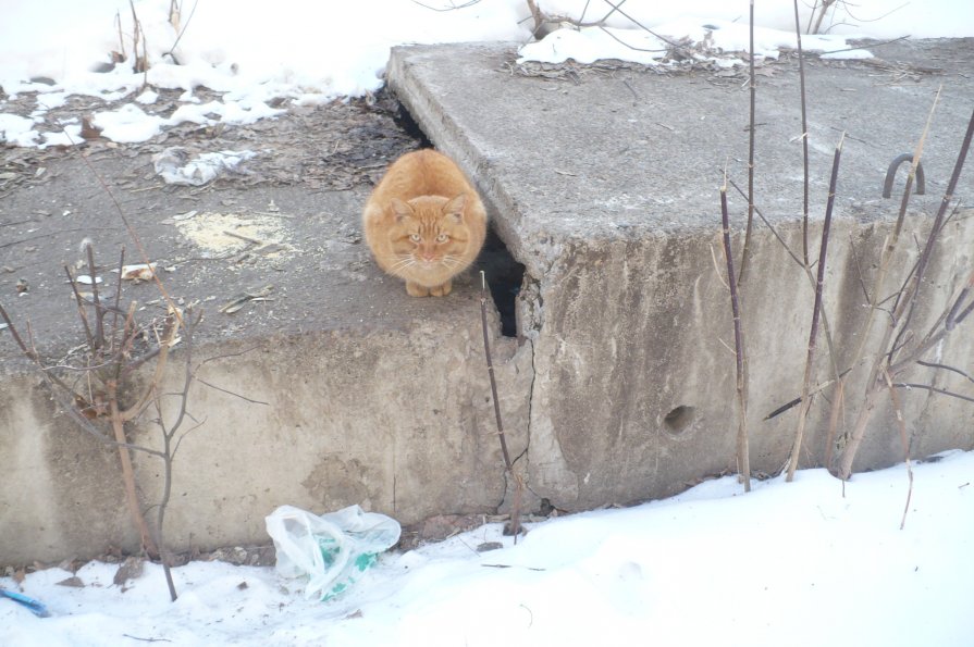 Кот греется - Батыргул (Батыр) Шерниязов