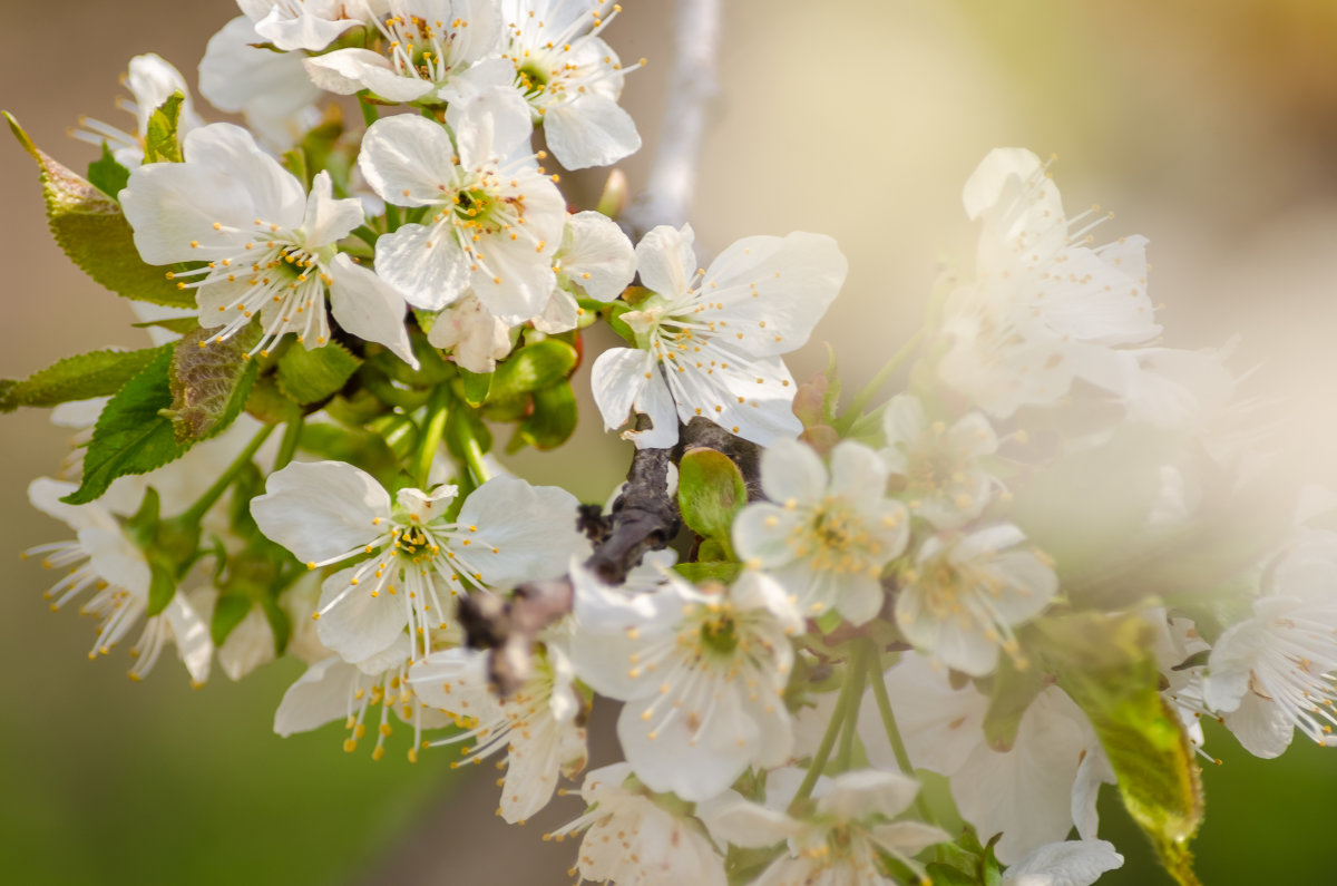 Nature of Ukraine - Tutsan 