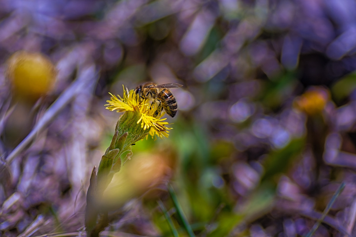 Пчелка - Den SkyWet