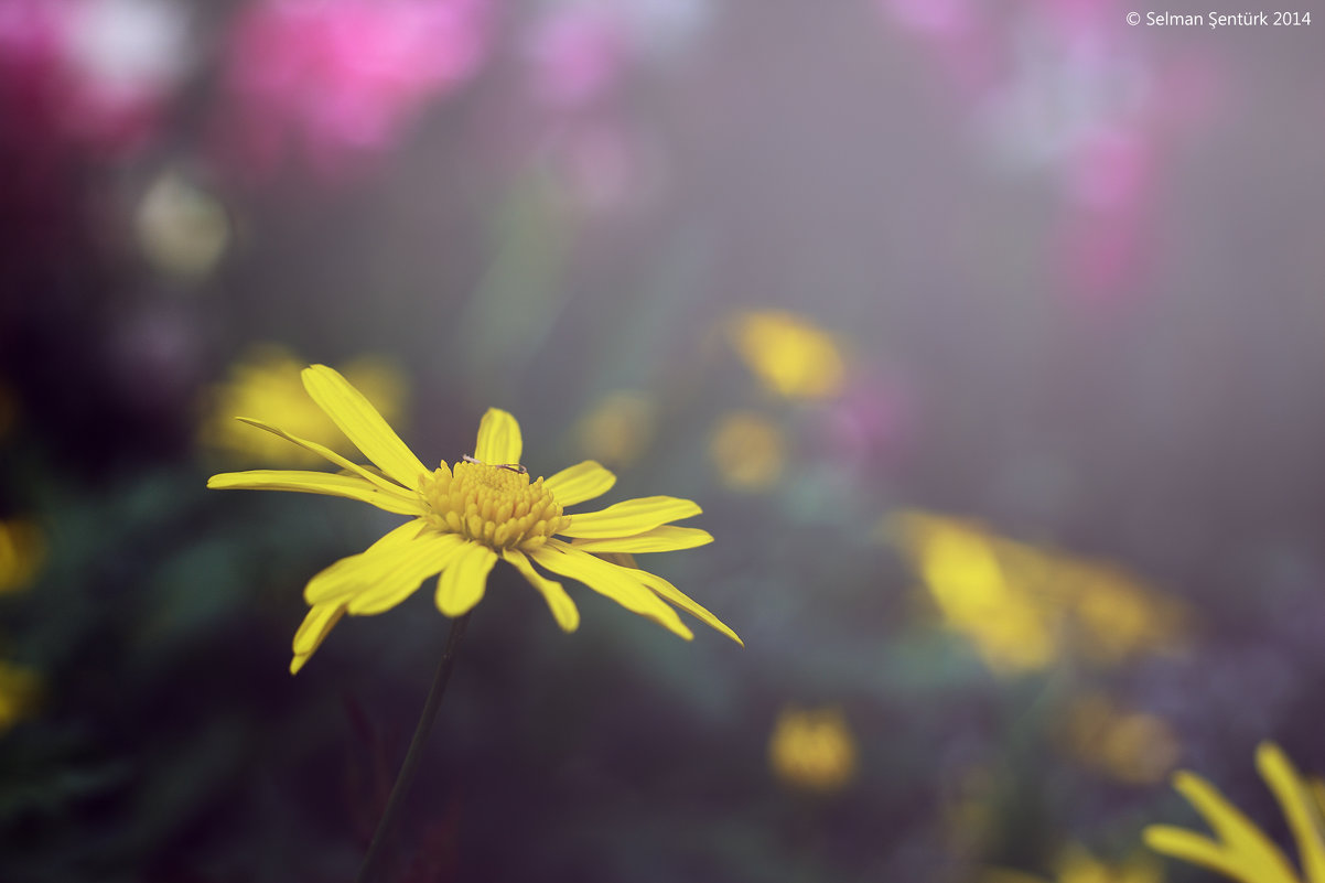 bahar çiçekleri - Selman Şentürk