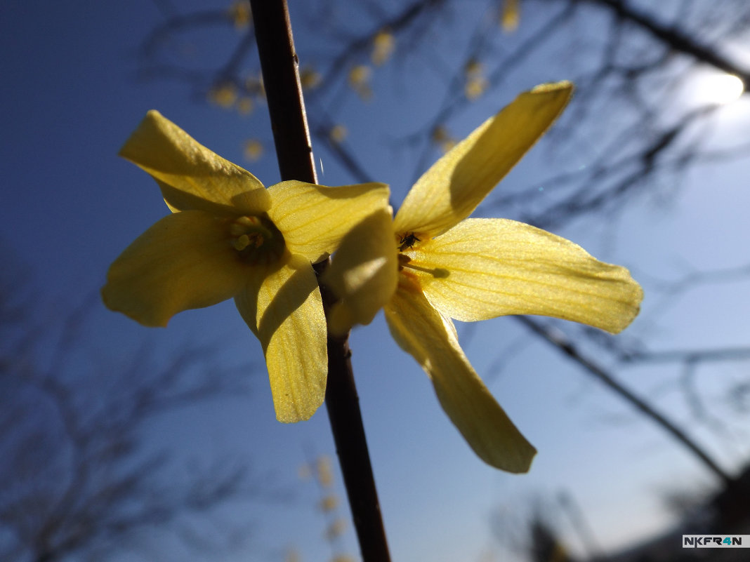 желтый цветочек - Олександр Никифорчин