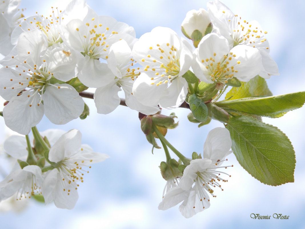 Цвет вишни - Виктория Стукалина