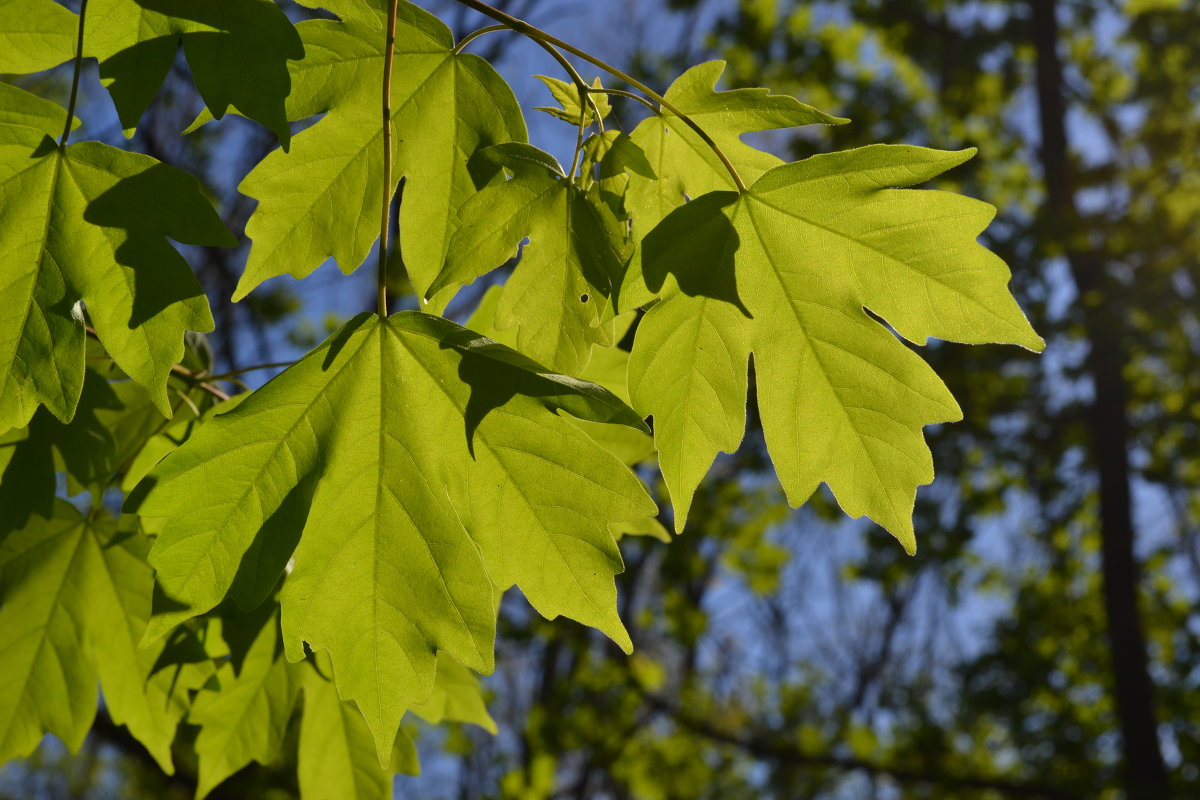Листья - Agnivarshi Малтыз