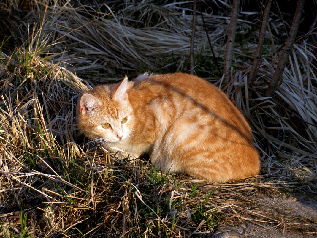 кошка в солнечных лучах - Ольга Рывина