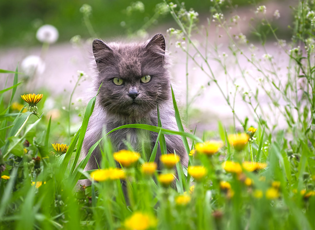 Котенок с одуванчиками картинки