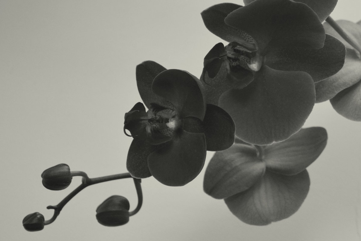 Орхидея - Ирина 