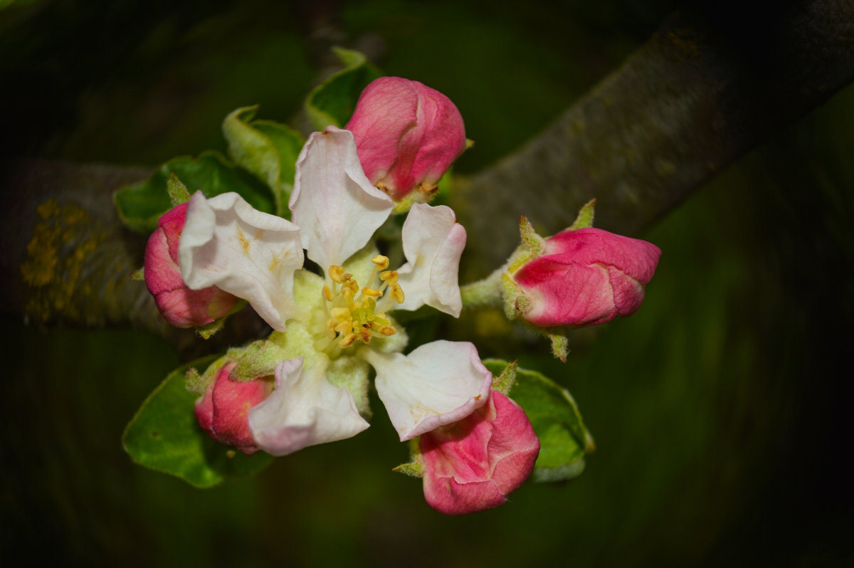 Яблони в цвету - весны творенье - Марина Захарова