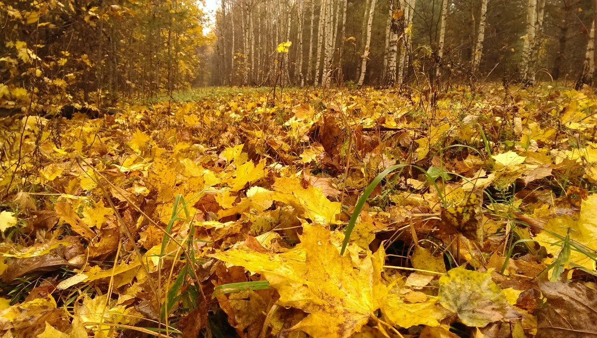 золотой ковёр - Александр Жизняков