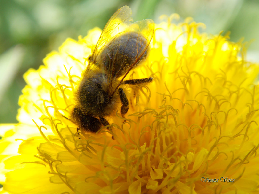 Пчела собирает нектар - Виктория Стукалина
