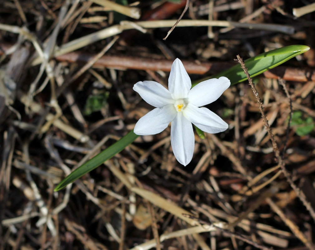 Белый цветок - Aнна Зарубина