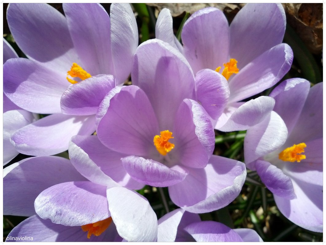 Цветы весны - ОЛЬГА (olinaviolina)