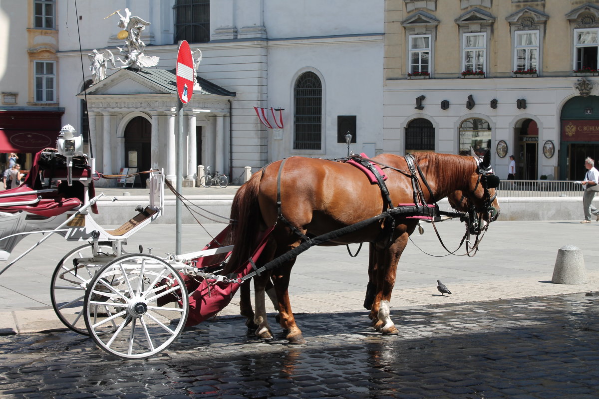 Австрия. Государственная служба лошадей - Александра Старых