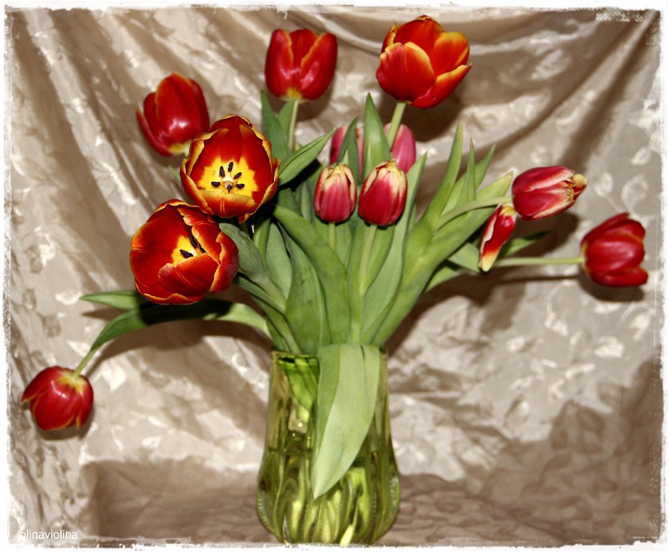 Тюльпаны - ОЛЬГА (olinaviolina)