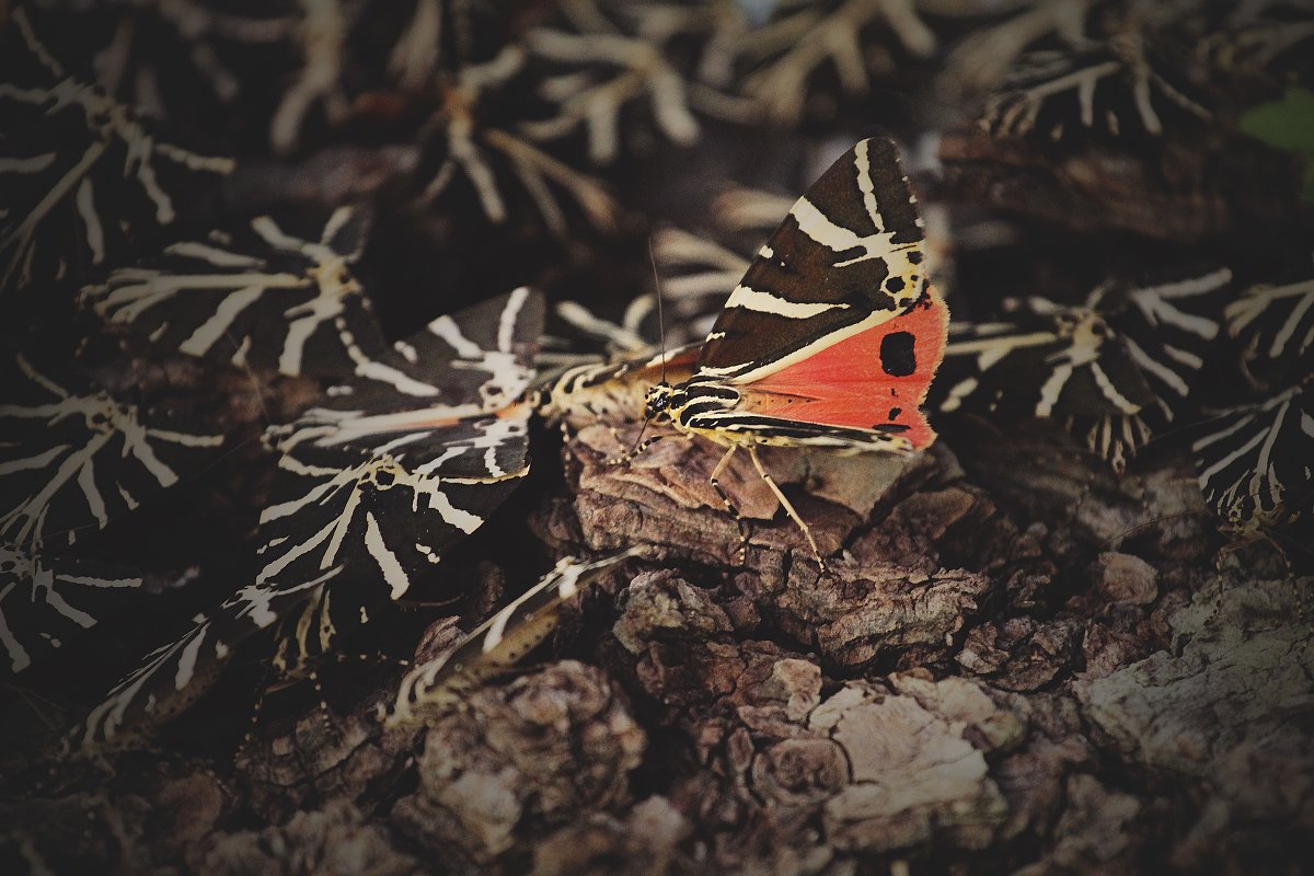 Butterfly from Rhodos - Nikita Smirnov