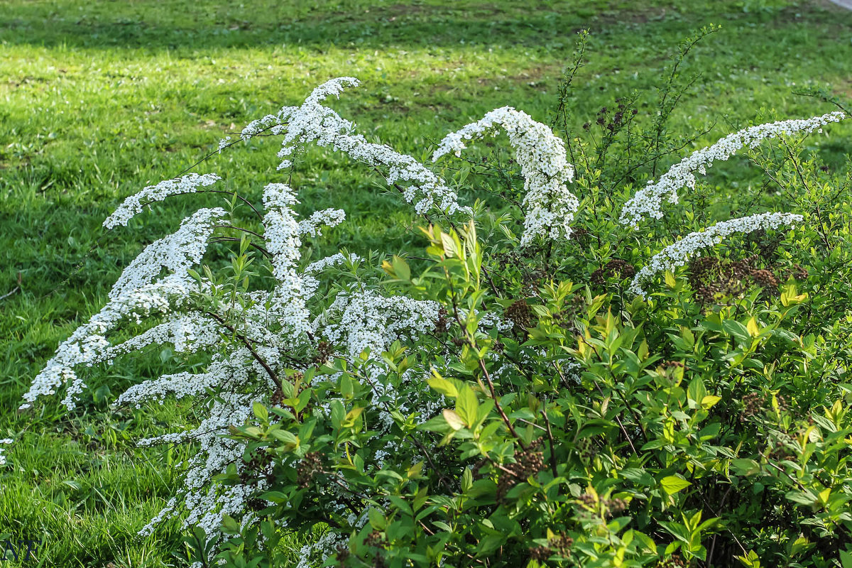 Весеннее цветение. - Nonna 