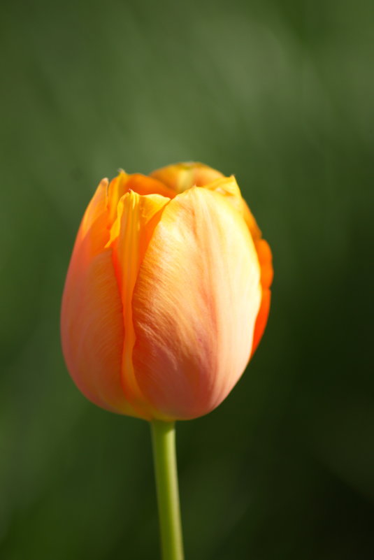 весна в душе тюльпаны расцвели - Алексей Рябухин