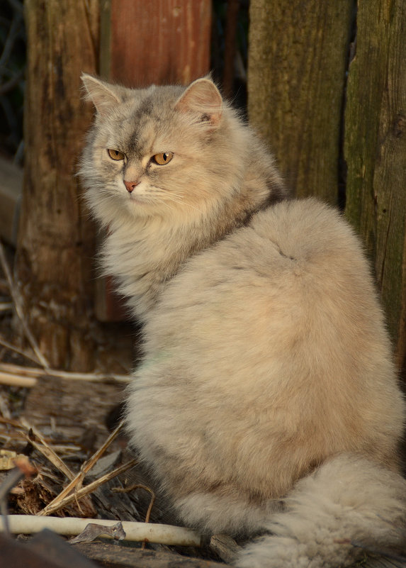 Маруся - Сергей Корнеев