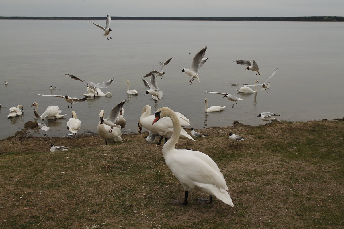 Весенний слёт на озере Нарочь в Республике Беларусь - Мила 