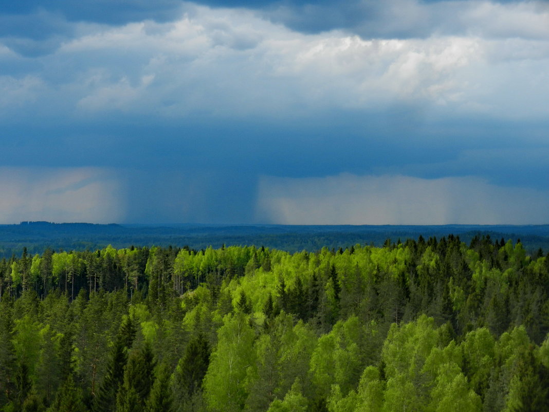 10 мая, дождь в профиль - Юрий Бондер