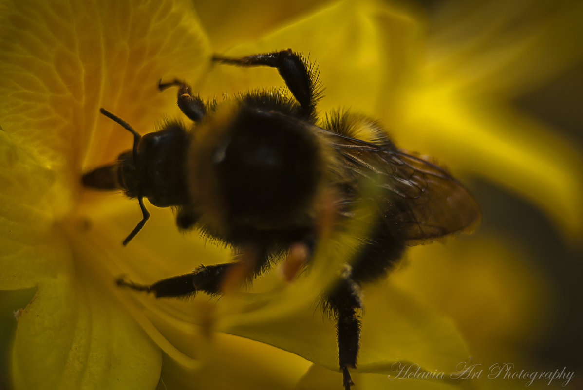Пчелка - Helavia *