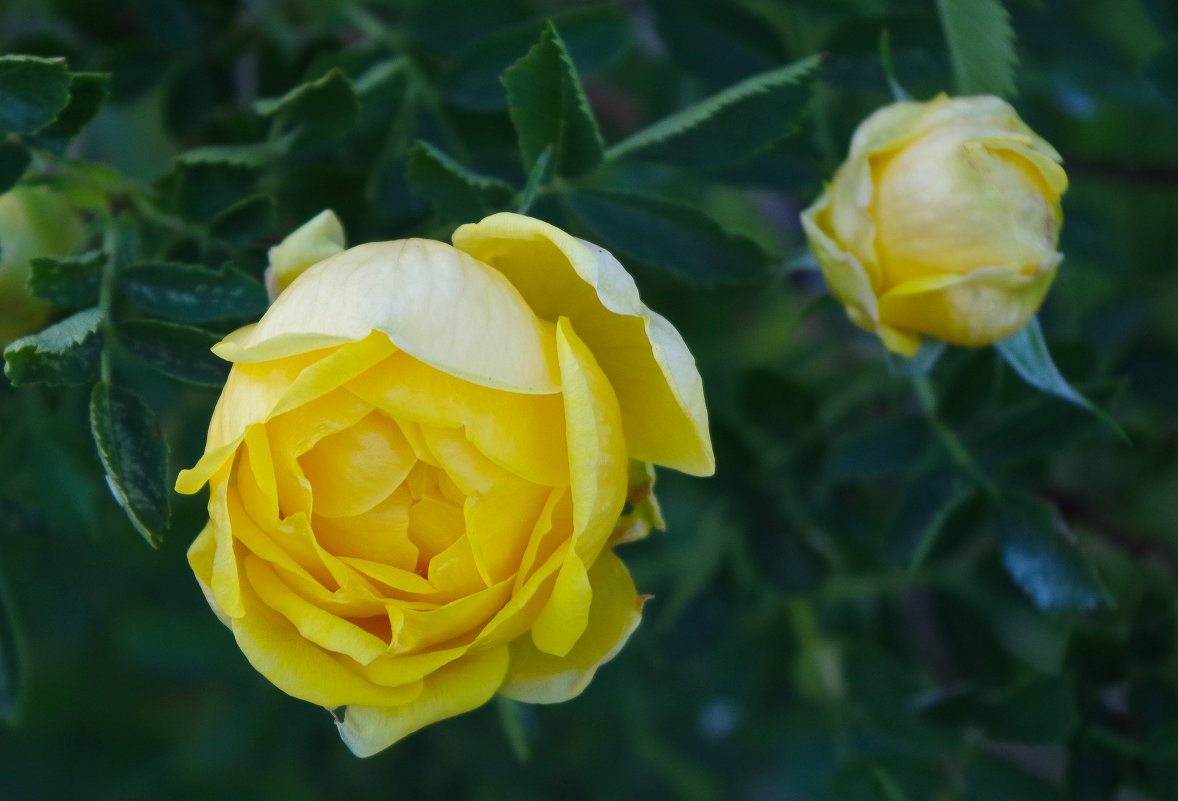 Желтая роза - Виктория Мацук