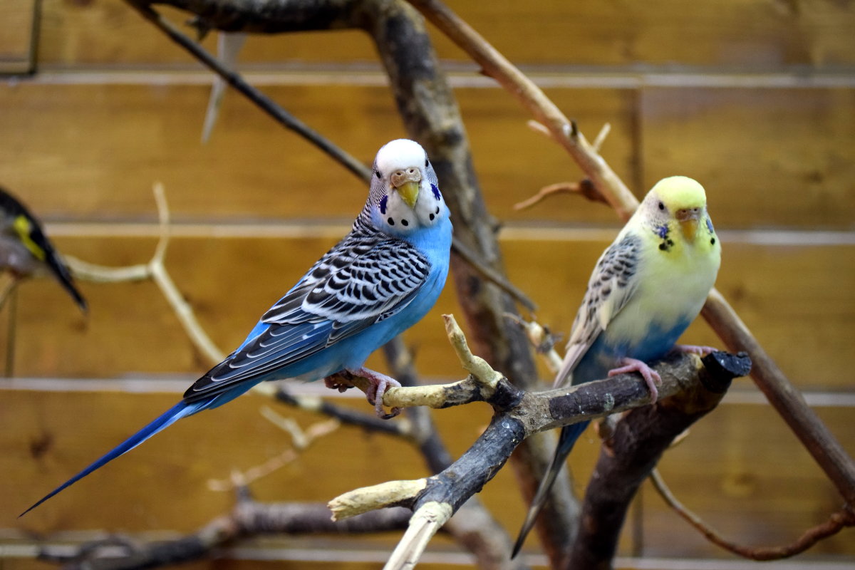 Птицы в контактном зоопарке - Наиль Байков