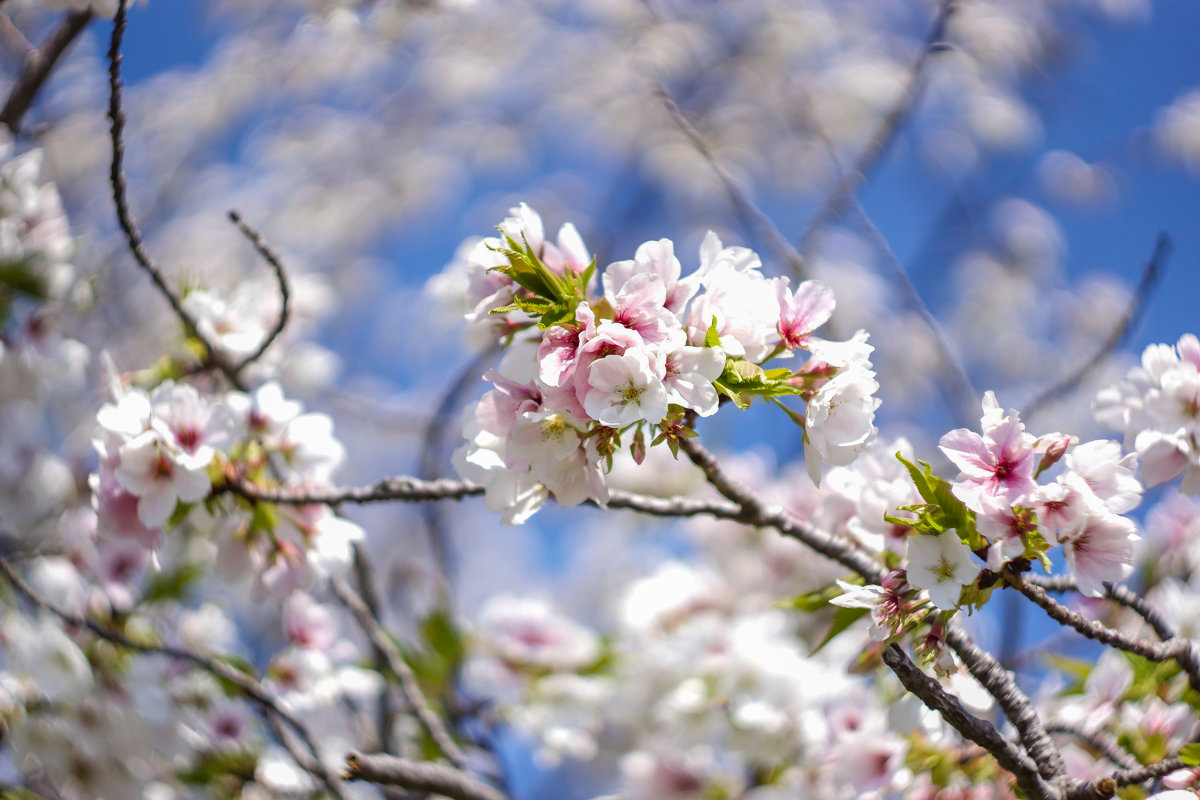 sakura - Slava Hamamoto